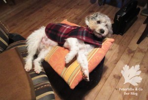 Hundemantel Karo McCall 4686