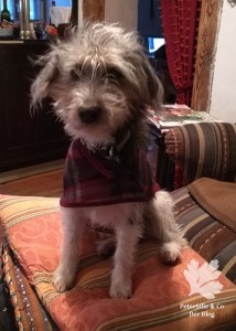 Hundemantel Karo McCall 4686