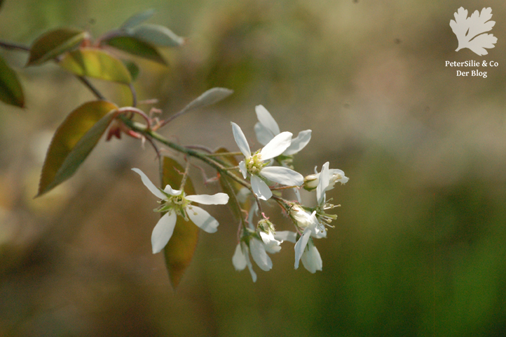 Blüte der Felsenbirne