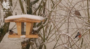 Gimpelpaare am Futterhaus