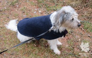 Hundemantel burda 12/2017