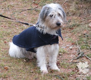 Burda Hundemantel 12/2017