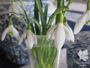 Schneeglöckchen