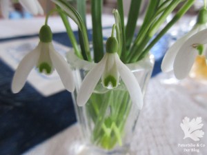 Schneeglöckchen