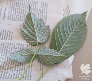 Himbeer- und Kirschenblatt