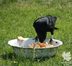 Rabenkrähe beim Futter
