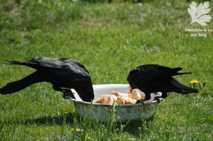 Rabenkrähe am Futterplatz