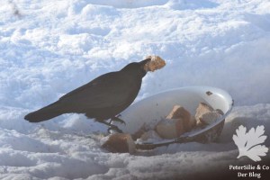 Rabenkrähe am Futterplatz im Winter