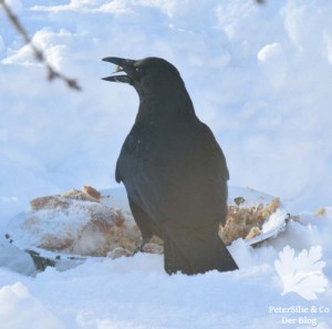 Rabenkrähe amFutterplatz im Winter