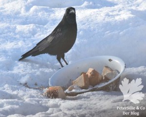 Rabenkrähe am Futterplatz im Winter