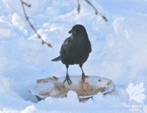 Rabenkrähe am Futterplatz im Winter