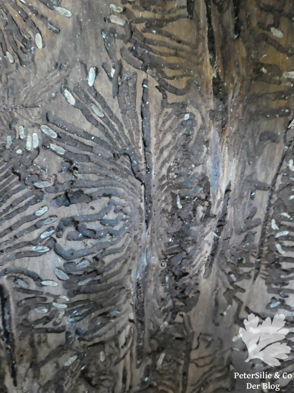 Bohrgänge in der Rinde mit abgestorbenen Larven