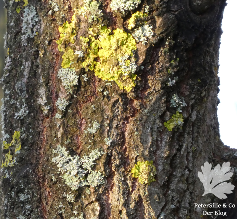 Rinde mit Flechten