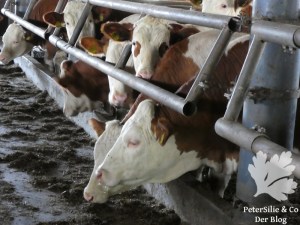 ShewShew Dirndl nähen Karlotta Pink Afrika Blog Nähblog Vintage Burda