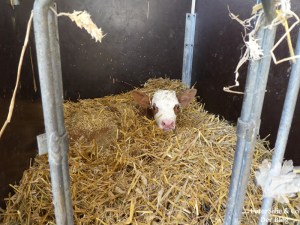 ShewShew Dirndl nähen Karlotta Pink Afrika Blog Nähblog Vintage Burda