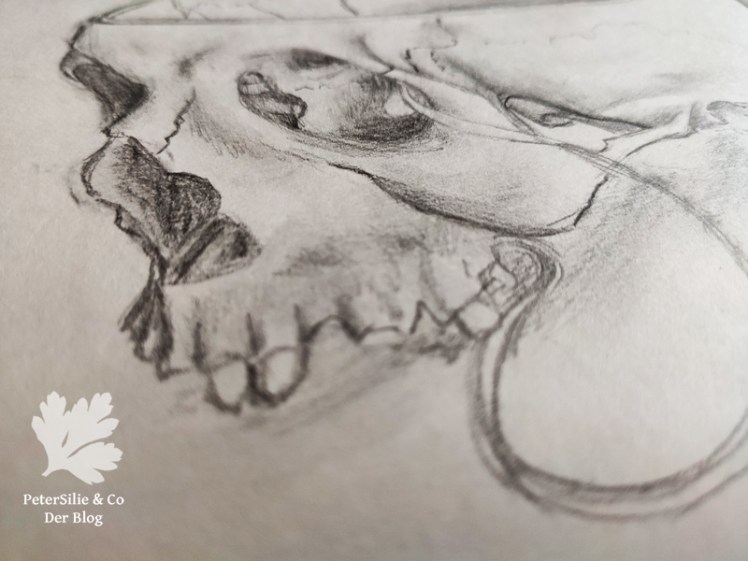 Anatomie Schädel Seite