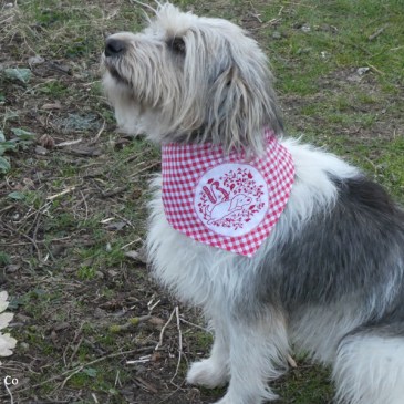 Hundehalstuch Wäschekaro Stickerei