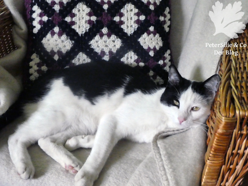 Granny square Polster