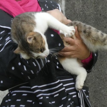 Windjacke Lotta So!Pattern