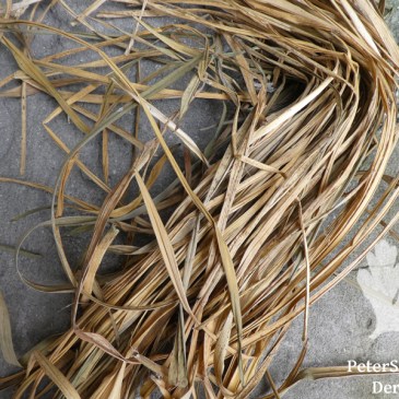 Taglilie Blätter getrocknet