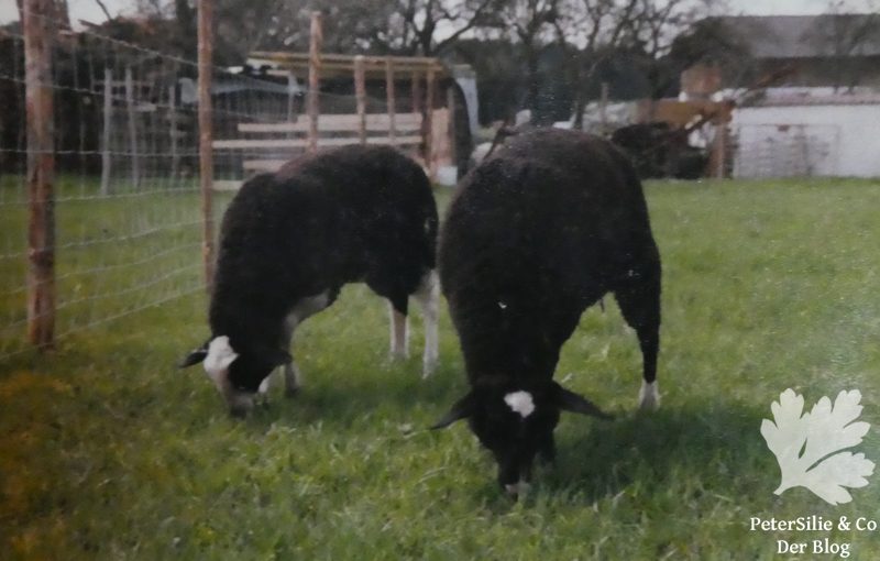 milchschafe Mädi und Bella