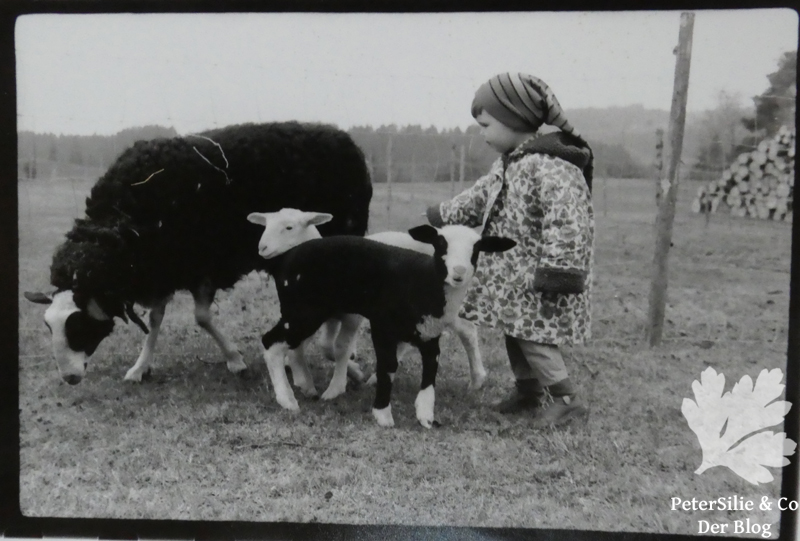 Milchschaf Mädi ihre ersten Lämmchen und Anna